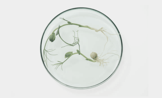 The Silica Supplement Everyone Is Talking About | LIVING SILICA®